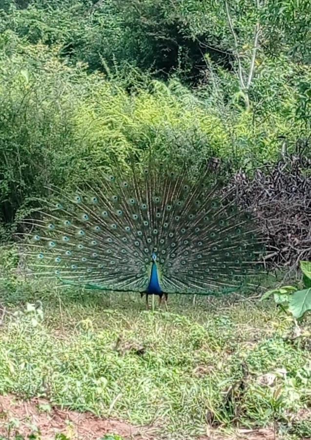 Forest View Home Stay Anuradhapura Eksteriør bilde